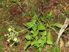 Kalanchoe integra