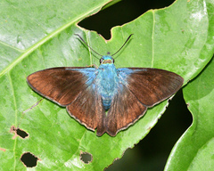 Chrysoplectrum bahiana
