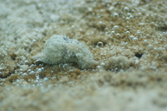 Stylocheilus striatus