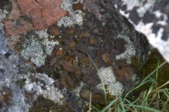 Umbilicaria