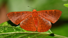 Emesis mandana