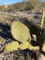 Opuntia strigil