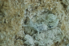 Stylocheilus striatus