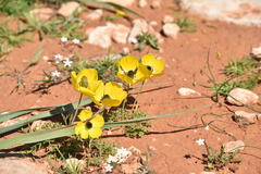 Ranunculus asiaticus