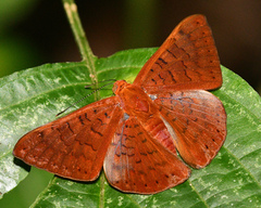 Emesis mandana