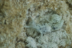 Stylocheilus striatus