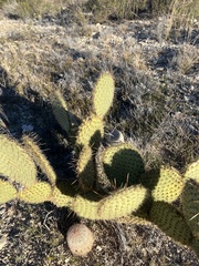 Opuntia strigil