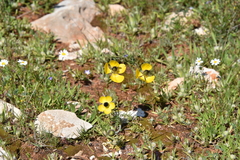 Ranunculus asiaticus