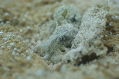 Stylocheilus striatus