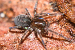 Amaurobius