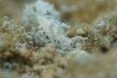 Stylocheilus striatus