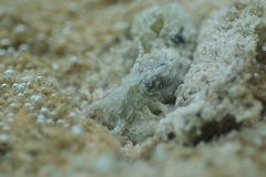 Stylocheilus striatus