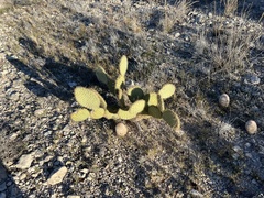 Opuntia strigil