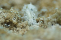 Stylocheilus striatus