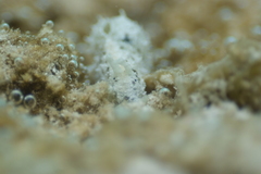 Stylocheilus striatus