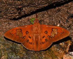 Euriphellus euribates