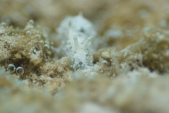 Stylocheilus striatus