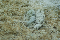 Stylocheilus striatus