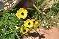 Ranunculus asiaticus