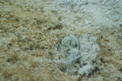 Stylocheilus striatus