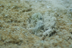 Stylocheilus striatus