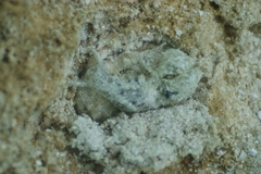 Stylocheilus striatus