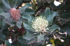 Banksia ilicifolia