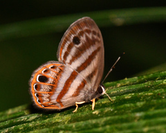 Euselasia euryone