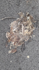 Phasianus colchicus