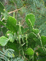 Opuntia monacantha