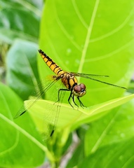 Aethriamanta brevipennis