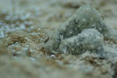 Stylocheilus striatus