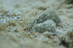 Stylocheilus striatus