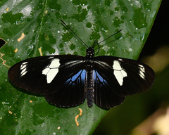 Heliconius doris