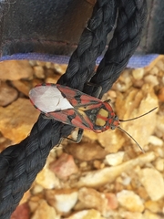 Spilostethus pandurus elegans