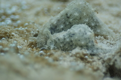 Stylocheilus striatus