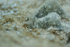 Stylocheilus striatus