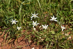 Ornithogalum umbellatum