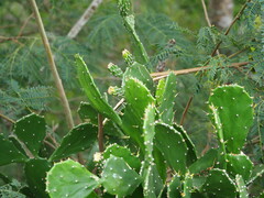 Opuntia monacantha