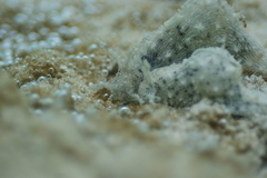 Stylocheilus striatus