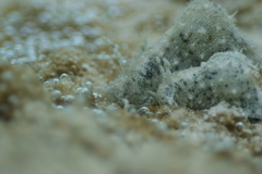 Stylocheilus striatus