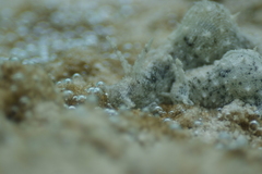 Stylocheilus striatus