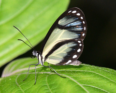 Ithomia salapia