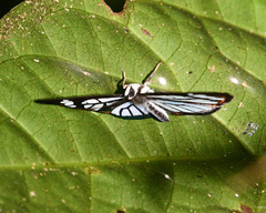 Ithomiola floralis