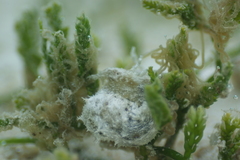 Stylocheilus striatus