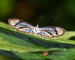 Ithomiola floralis