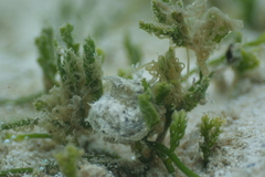 Stylocheilus striatus