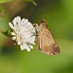 Callimormus juventus