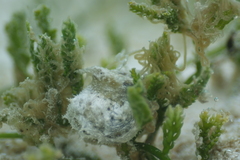 Stylocheilus striatus