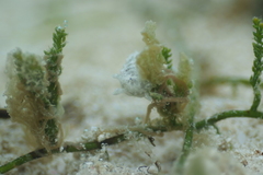 Stylocheilus striatus